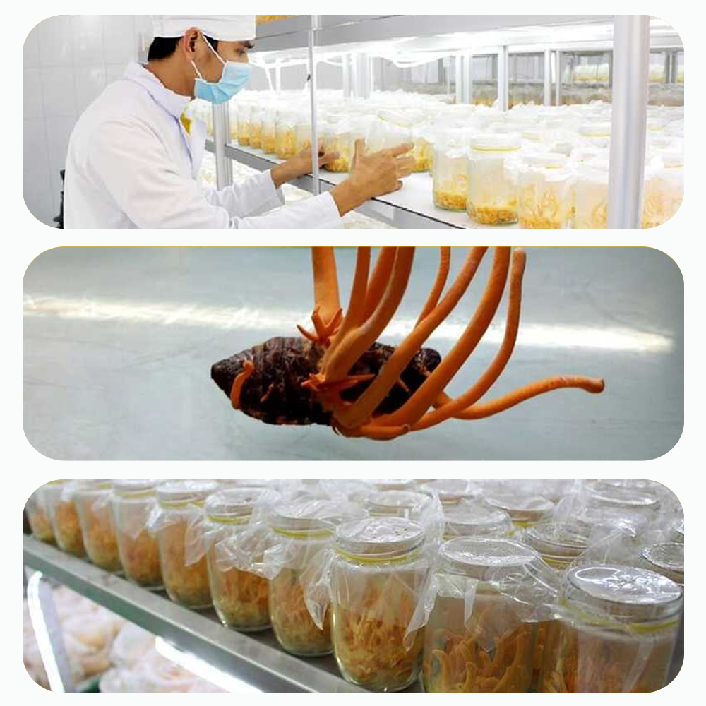 Đông trùng hạ thảo Toro sấy thăng hoa tăng cường sinh lý nam nữ