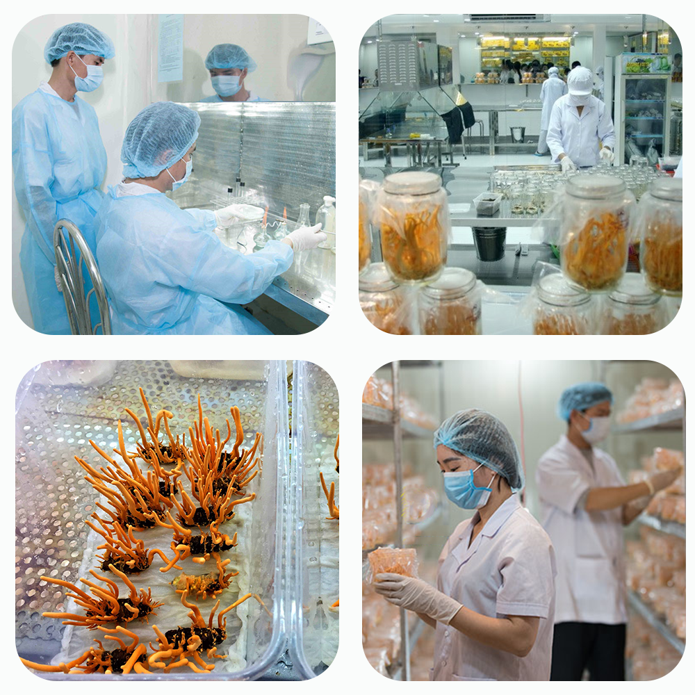 Đông trùng hạ thảo Toro sấy thăng hoa tăng cường sinh lý nam nữ